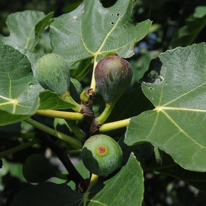 Common Fig