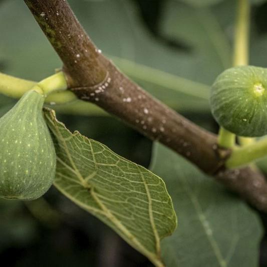 fig