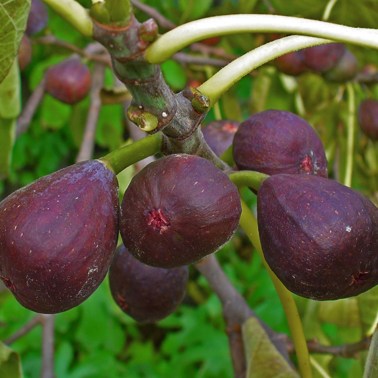 fig