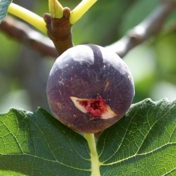 common fig
