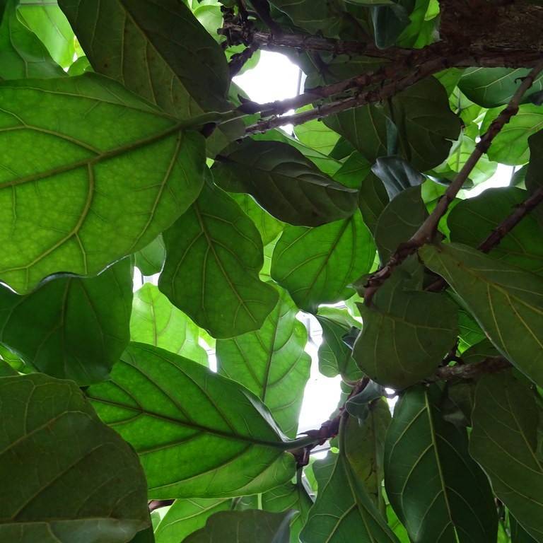 fiddle-leaf fig