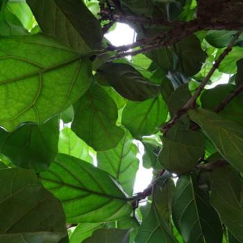 fiddle-leaf fig